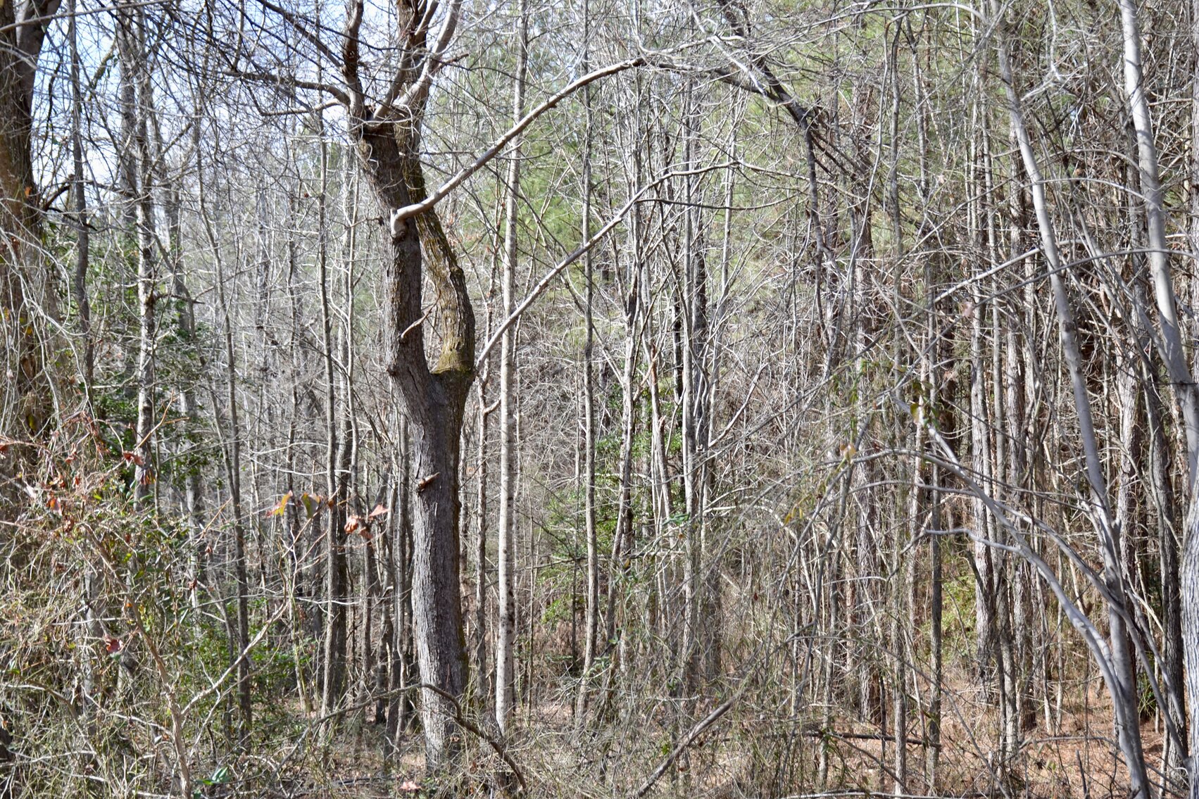 Image for 36.33 +/- Acres of Land w/21 +/- Acres of Timber in Caroline County, VA--ONLINE ONLY BIDDING!!