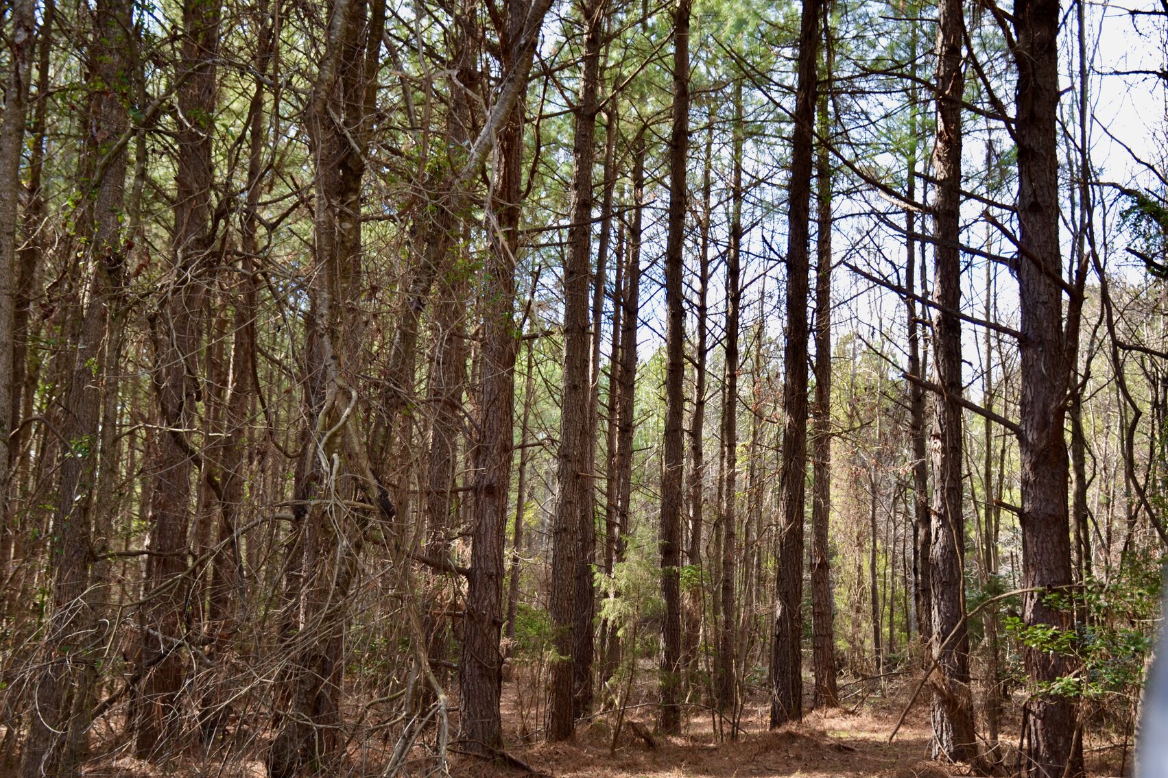 Image for 36.33 +/- Acres of Land w/21 +/- Acres of Timber in Caroline County, VA--ONLINE ONLY BIDDING!!