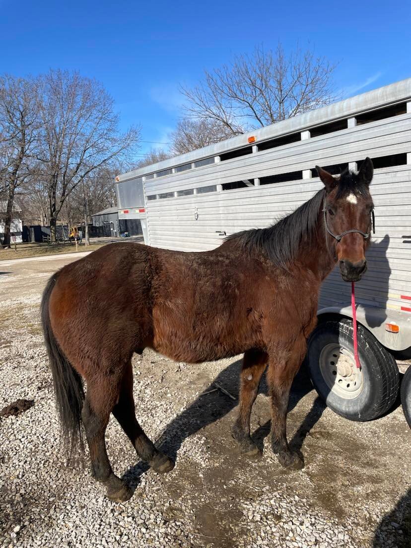Donkey's Horse Sale March 4th Clarinda, Iowa