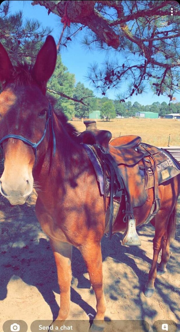 Mize Horse Sale February 18th Mize, Mississippi