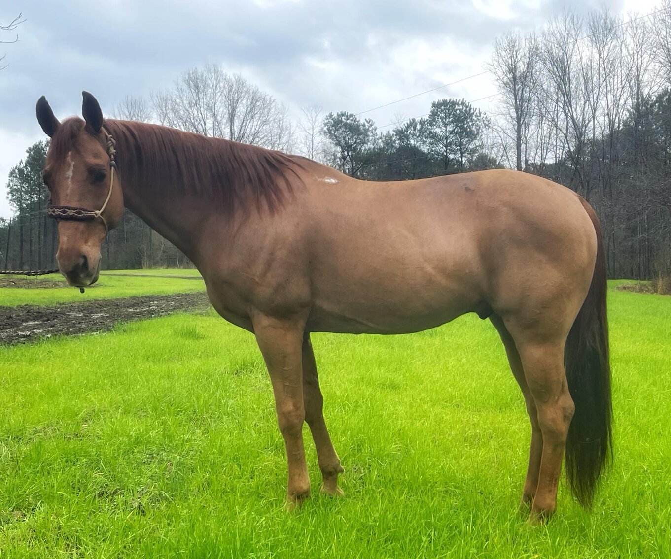 Mize Horse Sale February 18th Mize, Mississippi