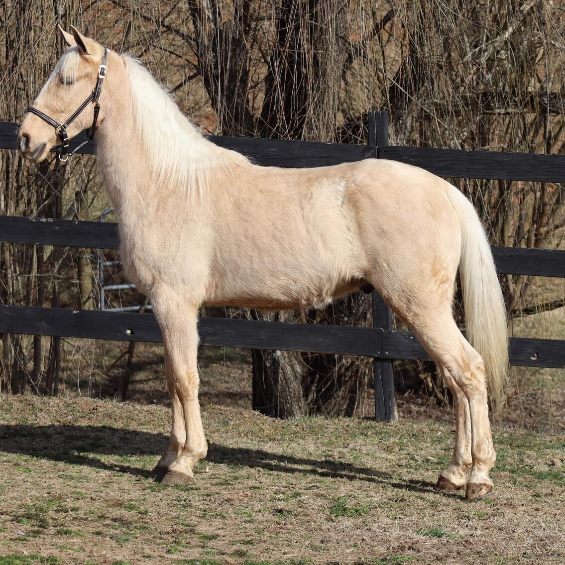 East Tennessee 4B Gaited Horse Sale White Pine, Tennessee February 25th