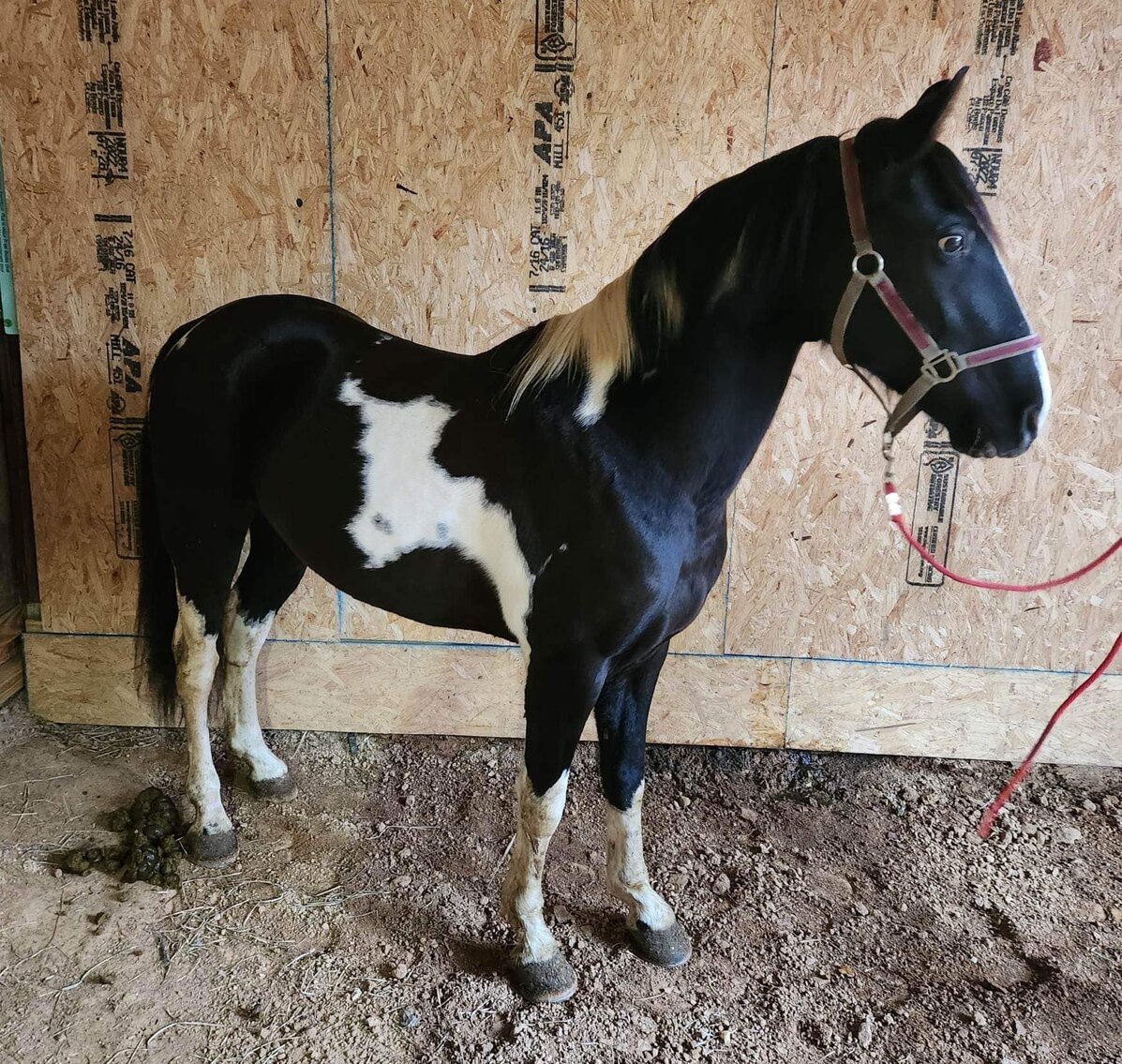 East Tennessee 4B Gaited Horse Sale White Pine, Tennessee February 25th
