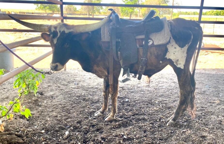 Jones Livestock Auction SPECIAL Horse & Tack Sale Jones, Oklahoma