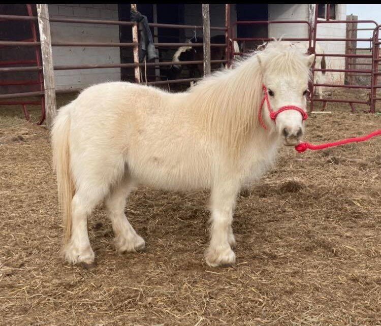 Missouri Horse Auction FRIDAY FEBRUARY 24TH Springfield, Missouri