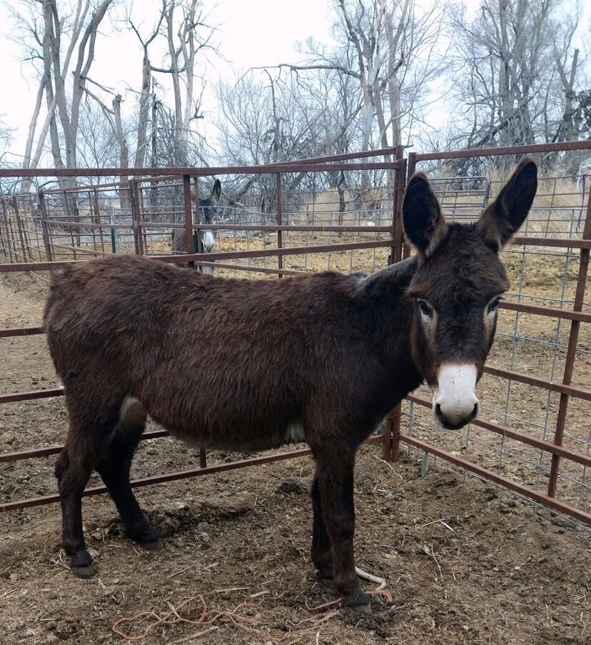 Missouri Horse Auction FRIDAY FEBRUARY 24TH Springfield Missouri
