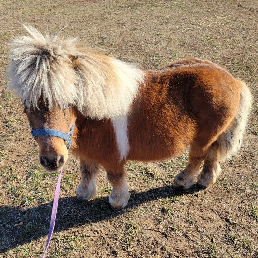 Image for Jones Livestock Auction SPECIAL Horse & Tack Sale  Jones, Oklahoma