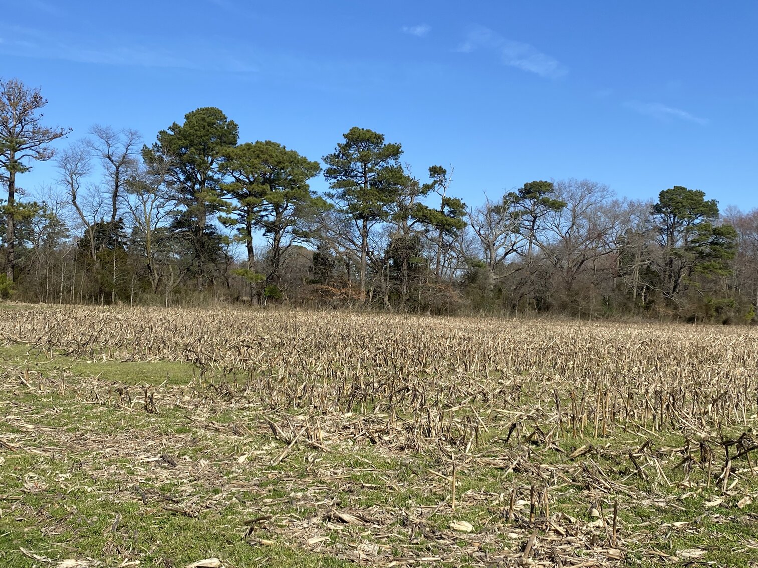 Image for Waterfront Farmland Auction Neal Parker Rd Withams, VA