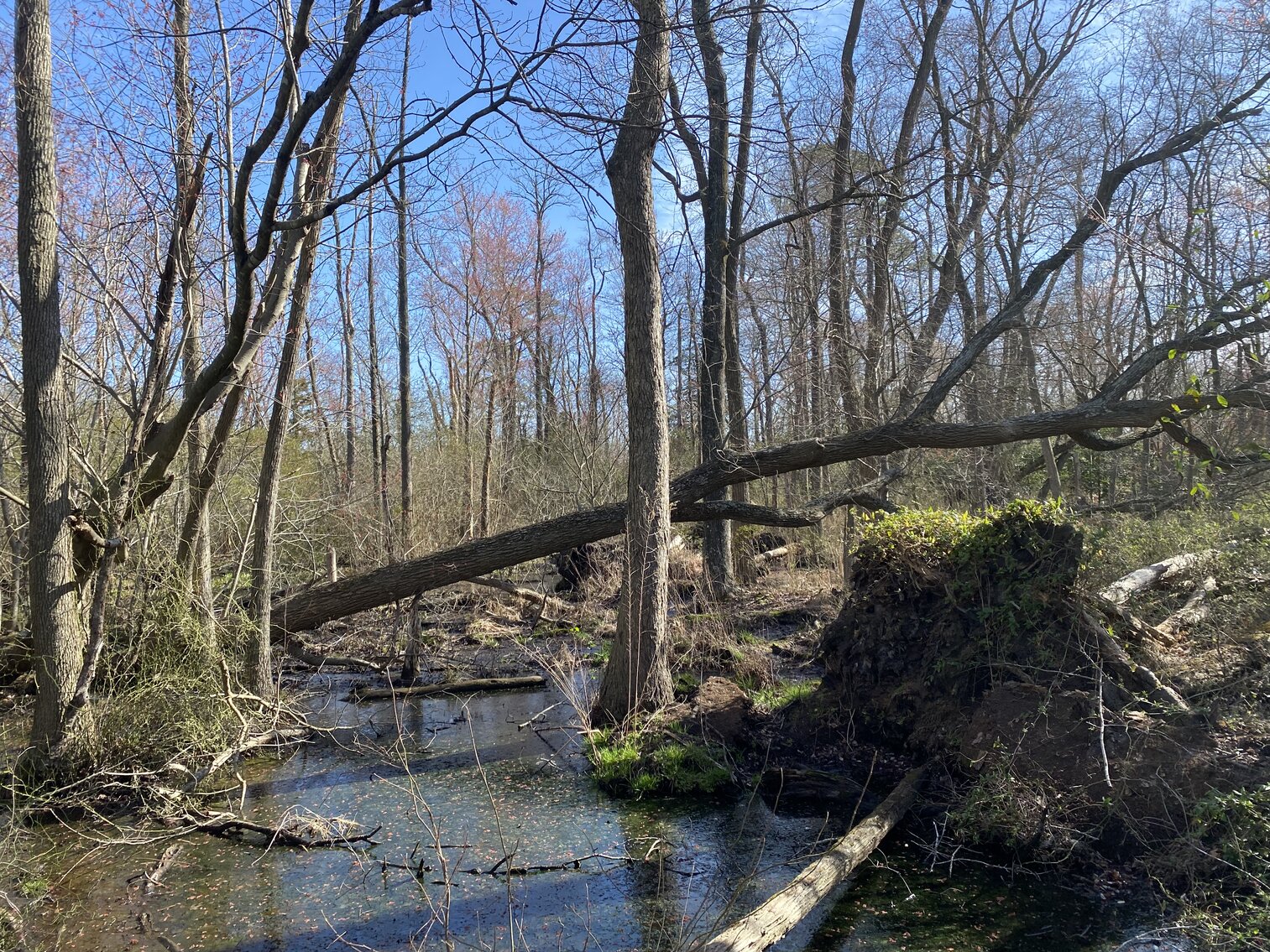 Image for Waterfront Farmland Auction Neal Parker Rd Withams, VA