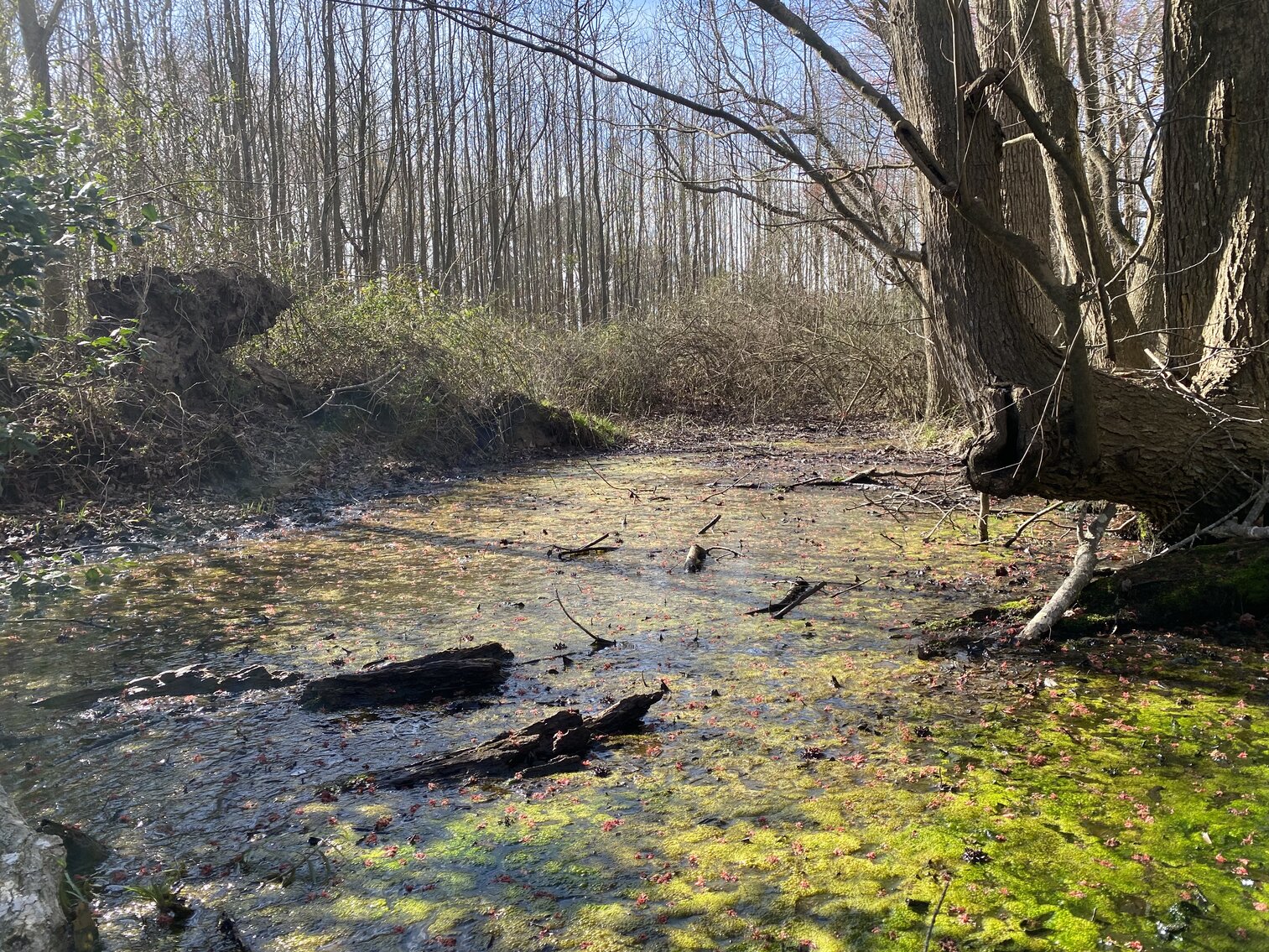Image for Waterfront Farmland Auction Neal Parker Rd Withams, VA