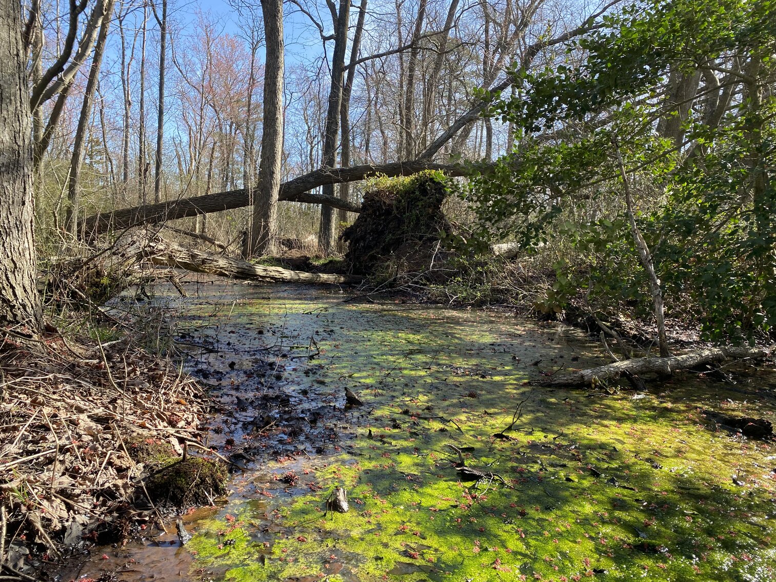 Image for Waterfront Farmland Auction Neal Parker Rd Withams, VA