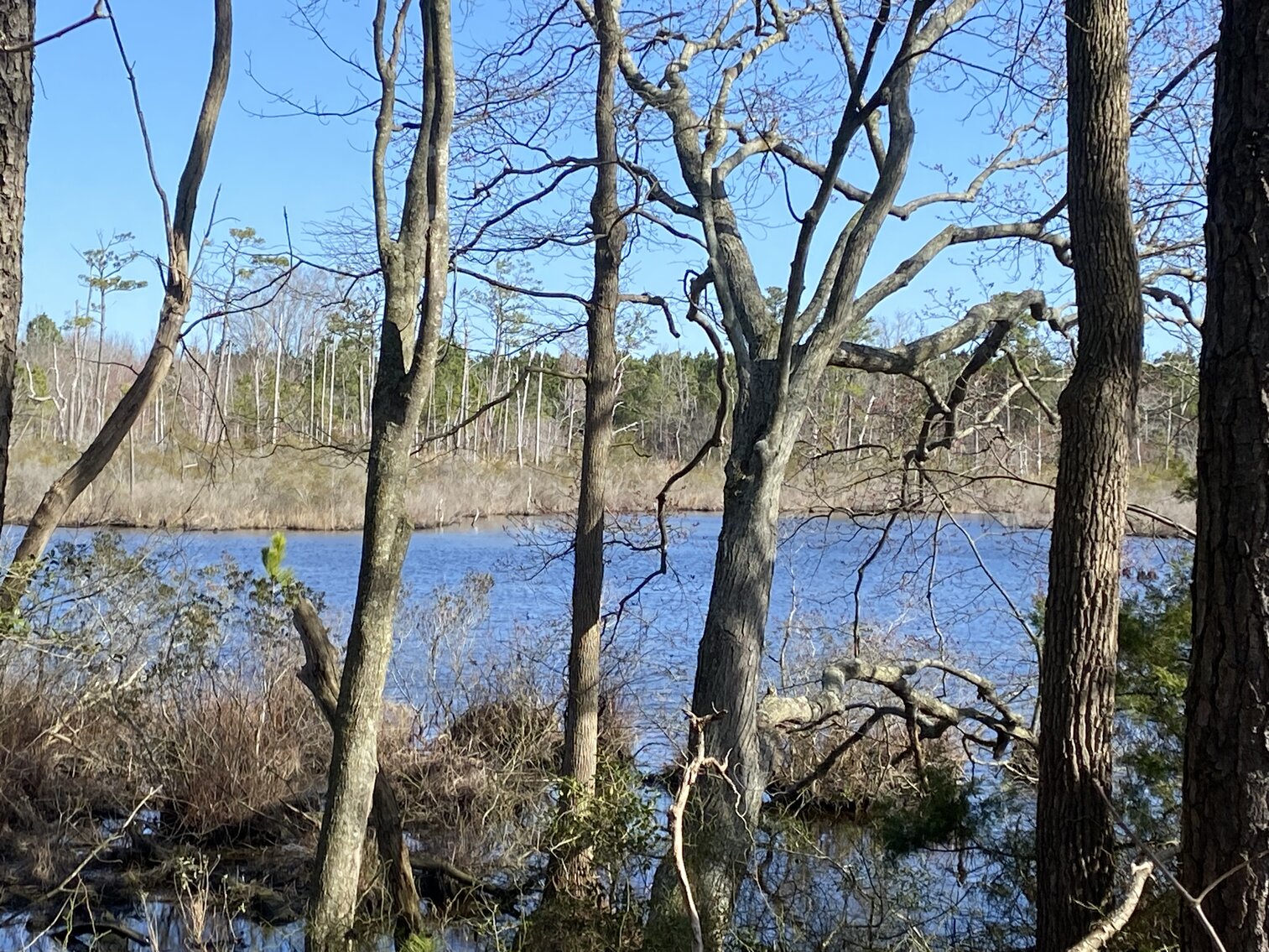 Image for Waterfront Farmland Auction Neal Parker Rd Withams, VA