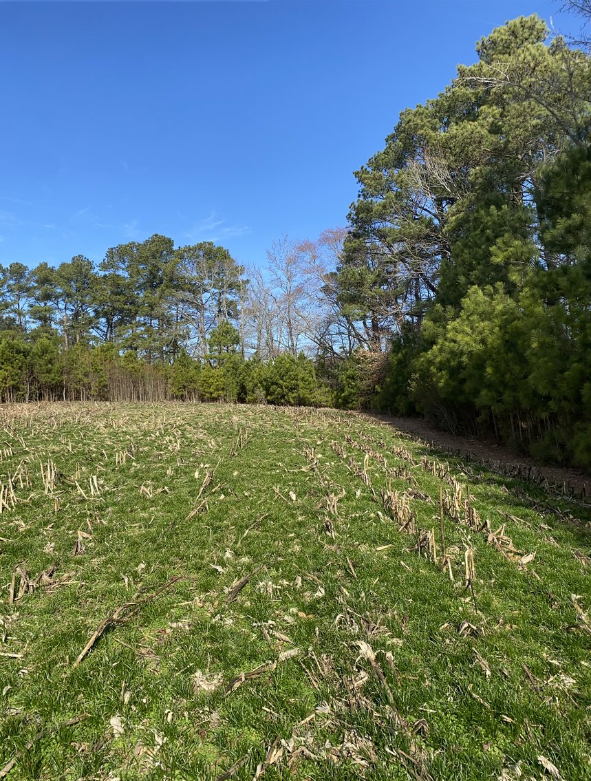 Image for Waterfront Farmland Auction Neal Parker Rd Withams, VA