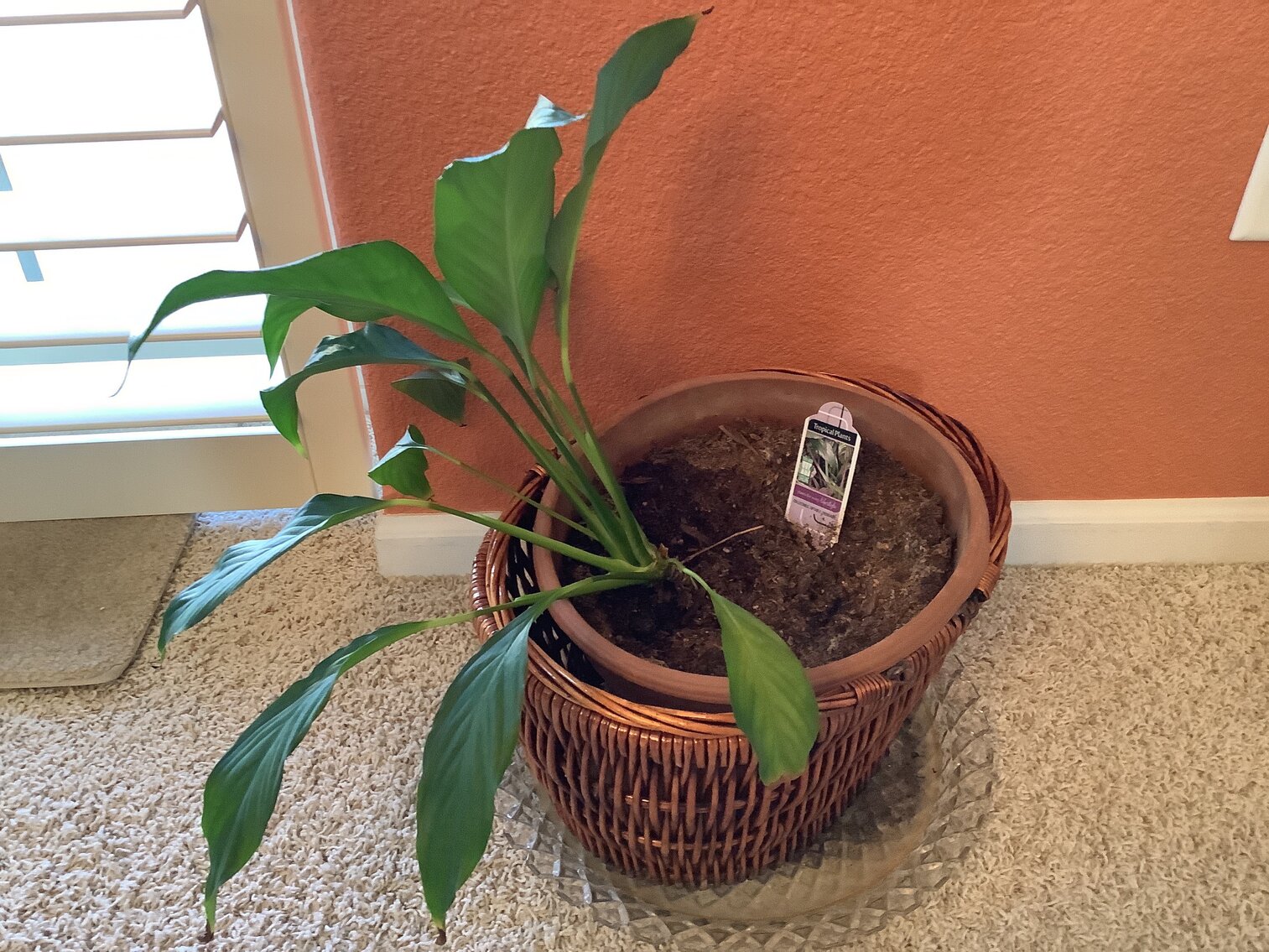 Peace Lily Live Plant