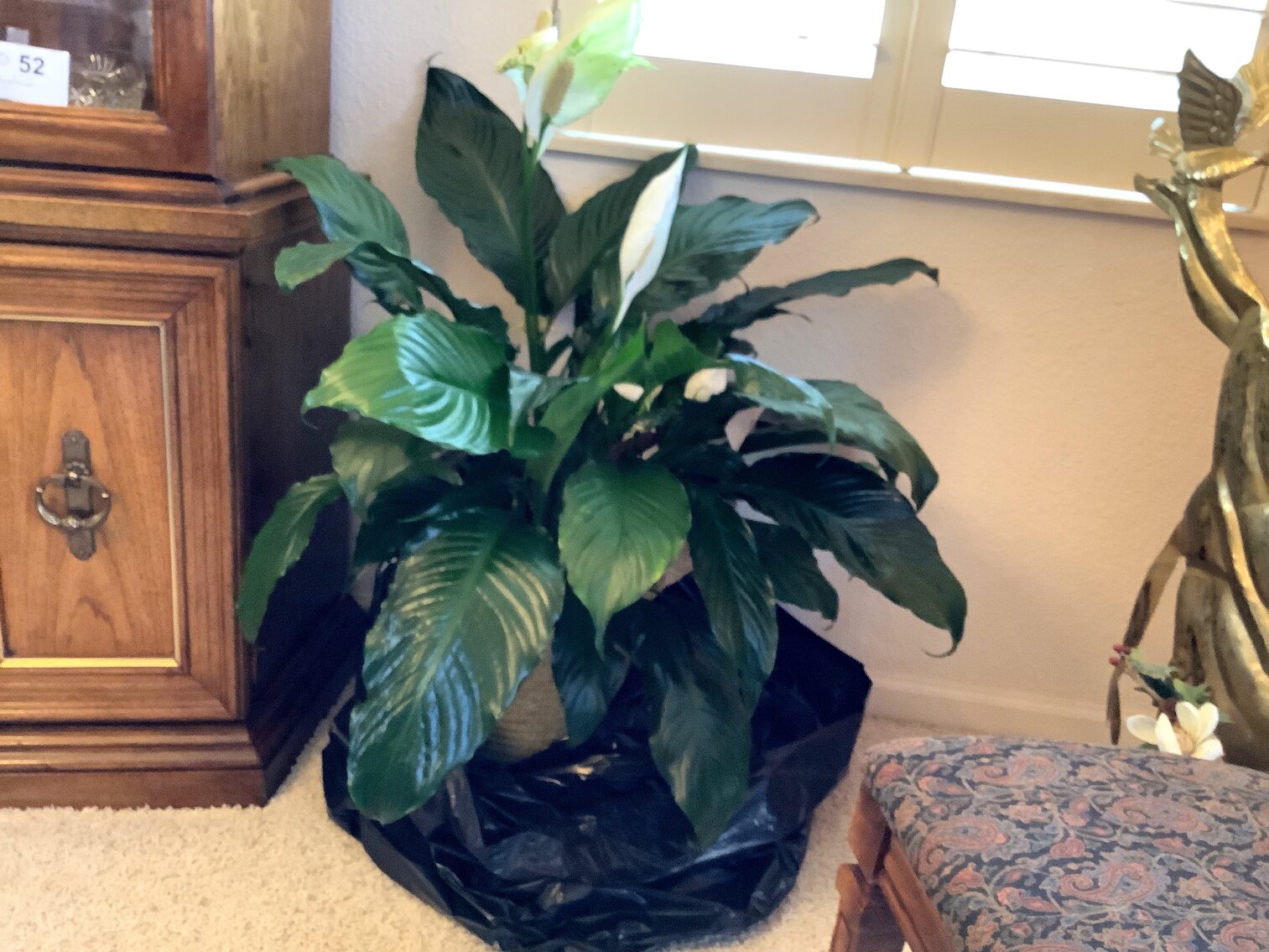 Peace Lily Live Plant