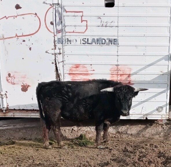 Donkey's Horse Sale March 4th Clarinda, Iowa