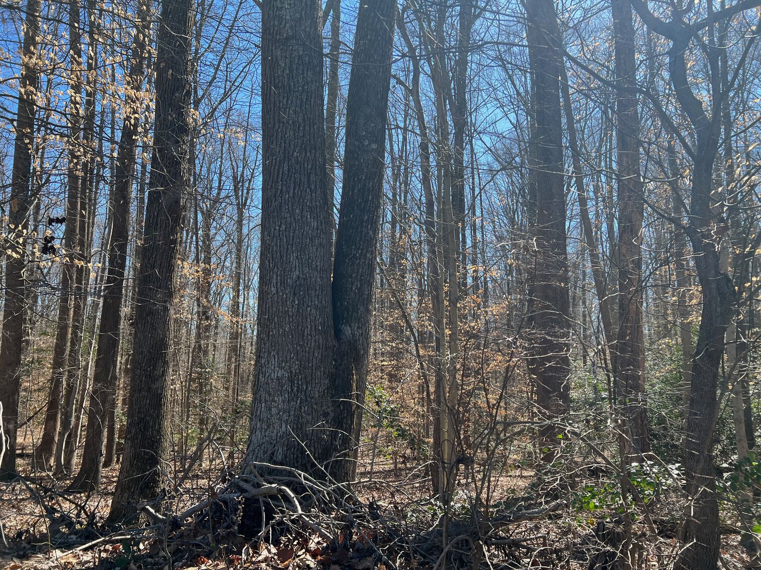 Image for King George County Sale of Tax Delinquent Real Estate