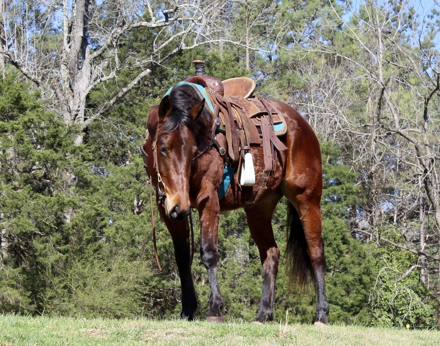 Image for Carolina Horsemans Connection at Tryon International - Mill Spring, NC  March 25th