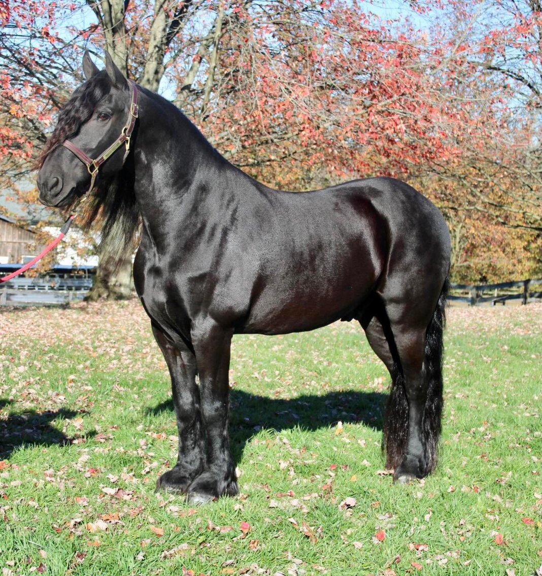 Image for Carolina Horsemans Connection at Tryon International - Mill Spring, NC March 25th