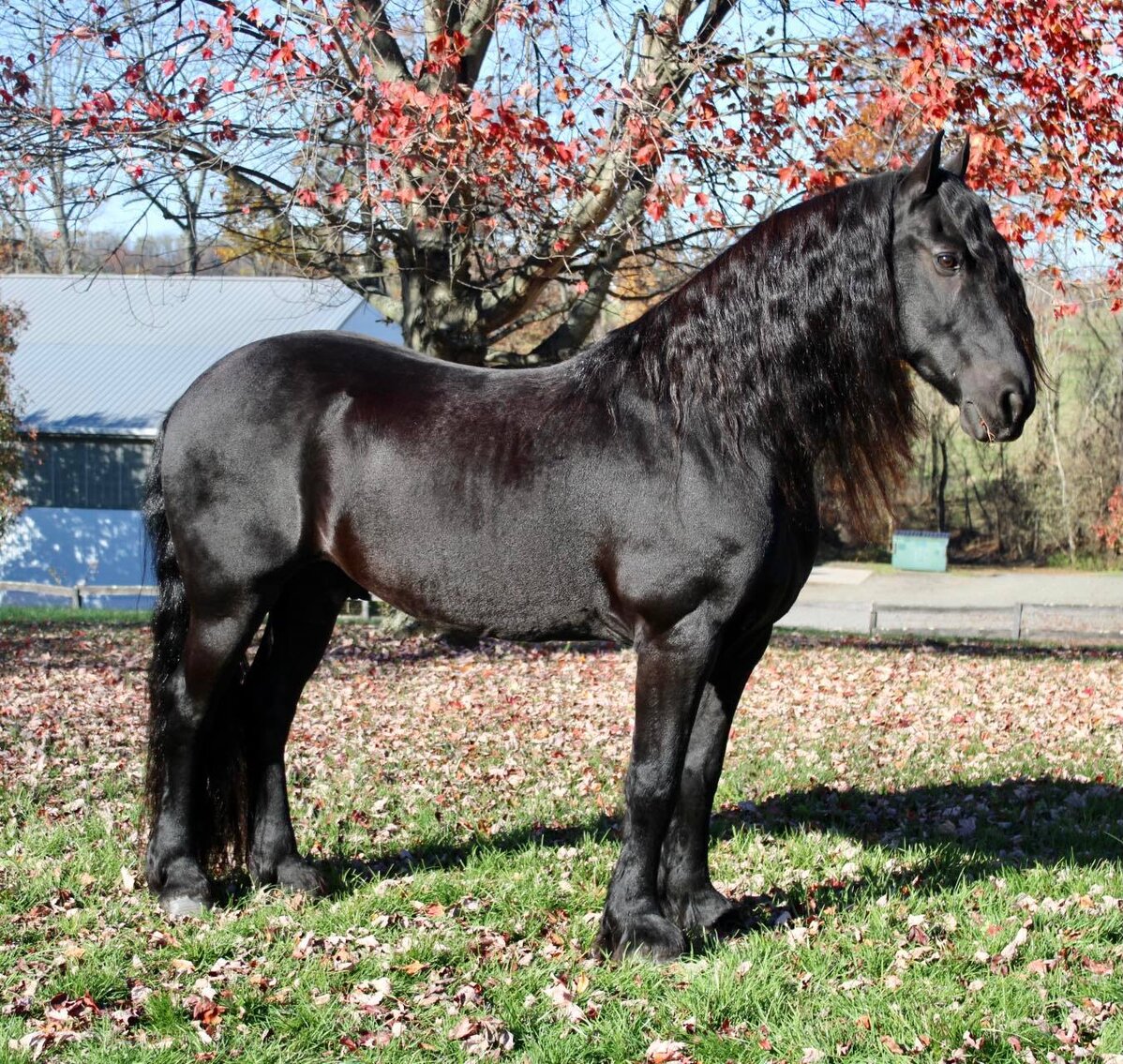 Image for Carolina Horsemans Connection at Tryon International - Mill Spring, NC March 25th