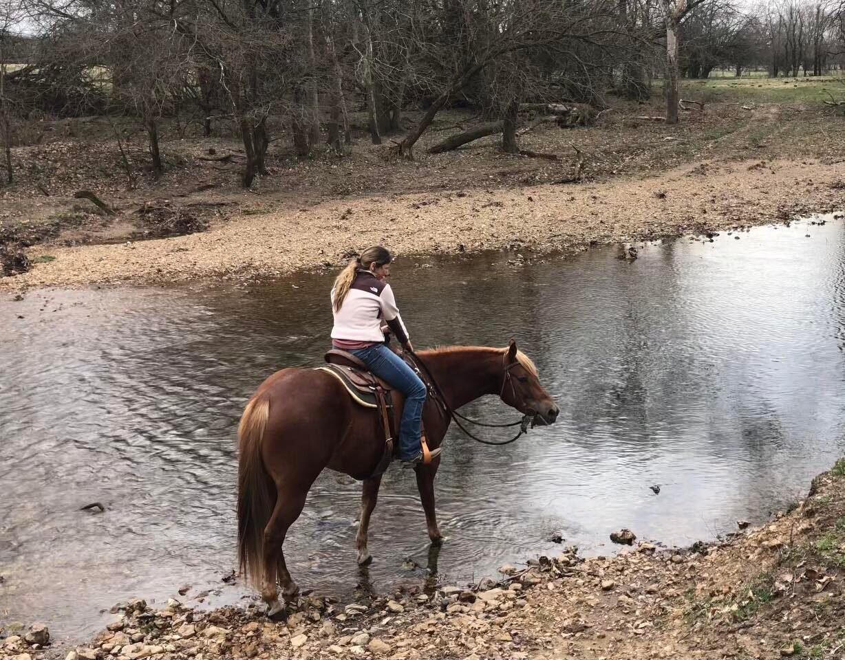 Image for Missouri Horse Auction Springfield, MO FRIDAY, March 31st!