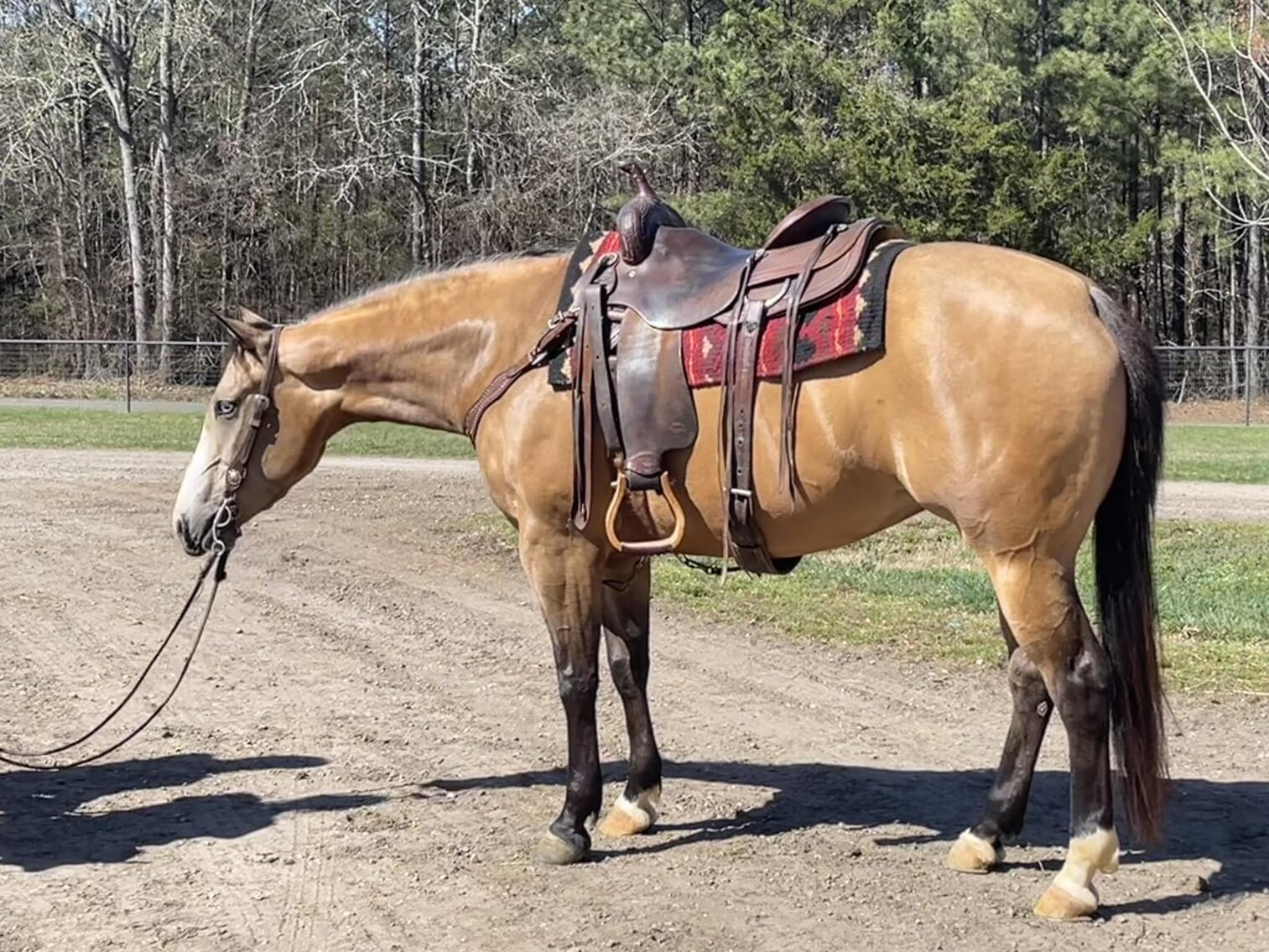 Image for Carolina Horsemans Connection at Tryon International - Mill Spring, NC March 25th