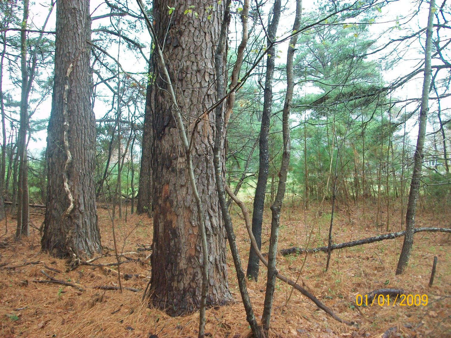 Image for Absolute Auction - Blue Ridge Bank - Weems VA