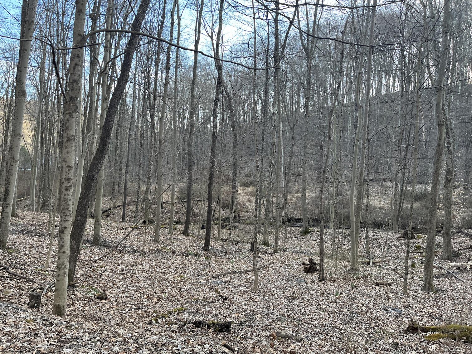 Image for SOLD $319,000 - Nearly 19 Acres Along Halleck Road