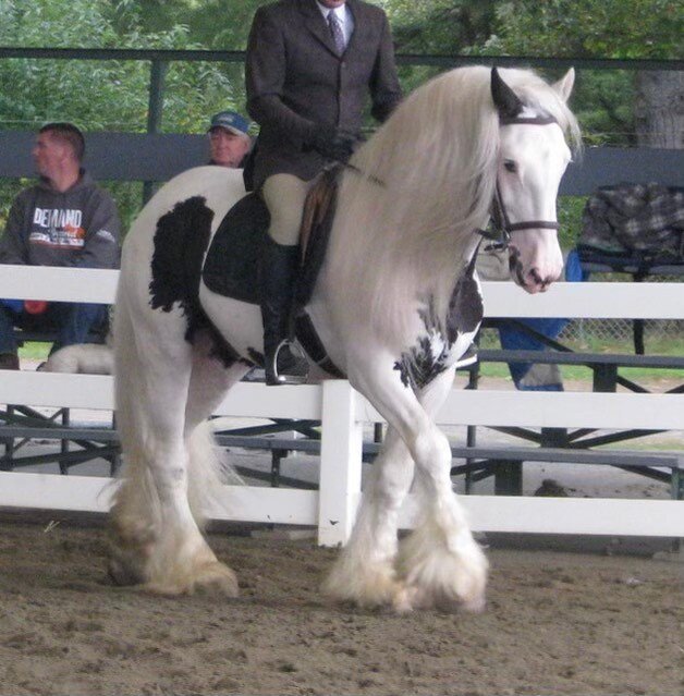 Image for Carolina Horsemans Connection at Tryon International - Mill Spring, NC March 25th
