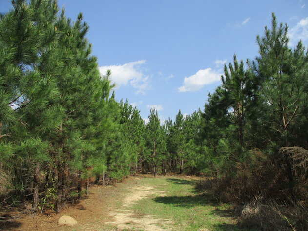 Image for LIVE AUCTION - 149.38 Acres on Marley Cannon Road in Laurens, County, Georgia