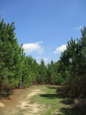 Image for LIVE AUCTION - 149.38 Acres on Marley Cannon Road in Laurens, County, Georgia