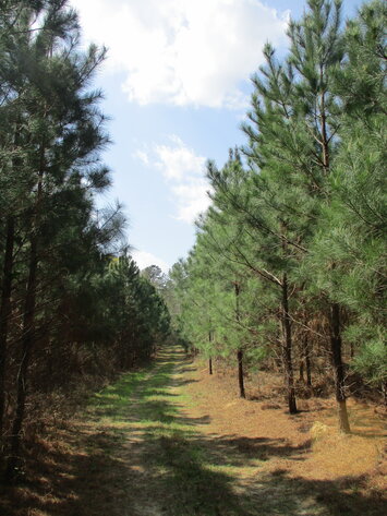 Image for LIVE AUCTION - 149.38 Acres on Marley Cannon Road in Laurens, County, Georgia