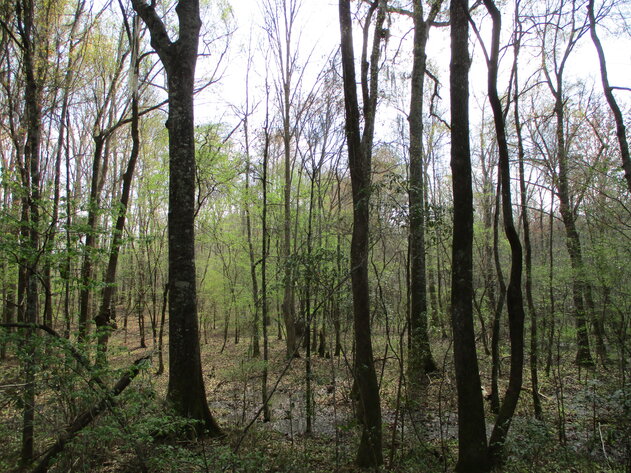 Image for LIVE AUCTION - 149.38 Acres on Marley Cannon Road in Laurens, County, Georgia