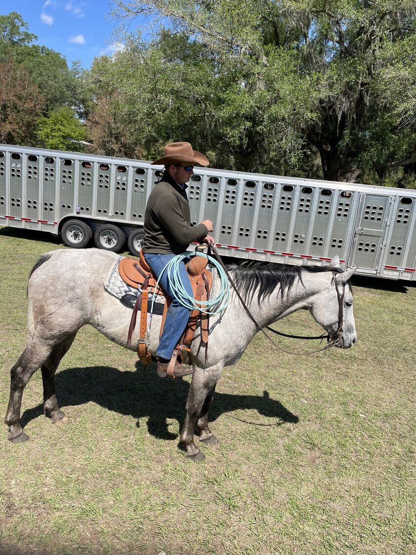 Image for Ocala Horse Sale April 1st - Ocala, Florida