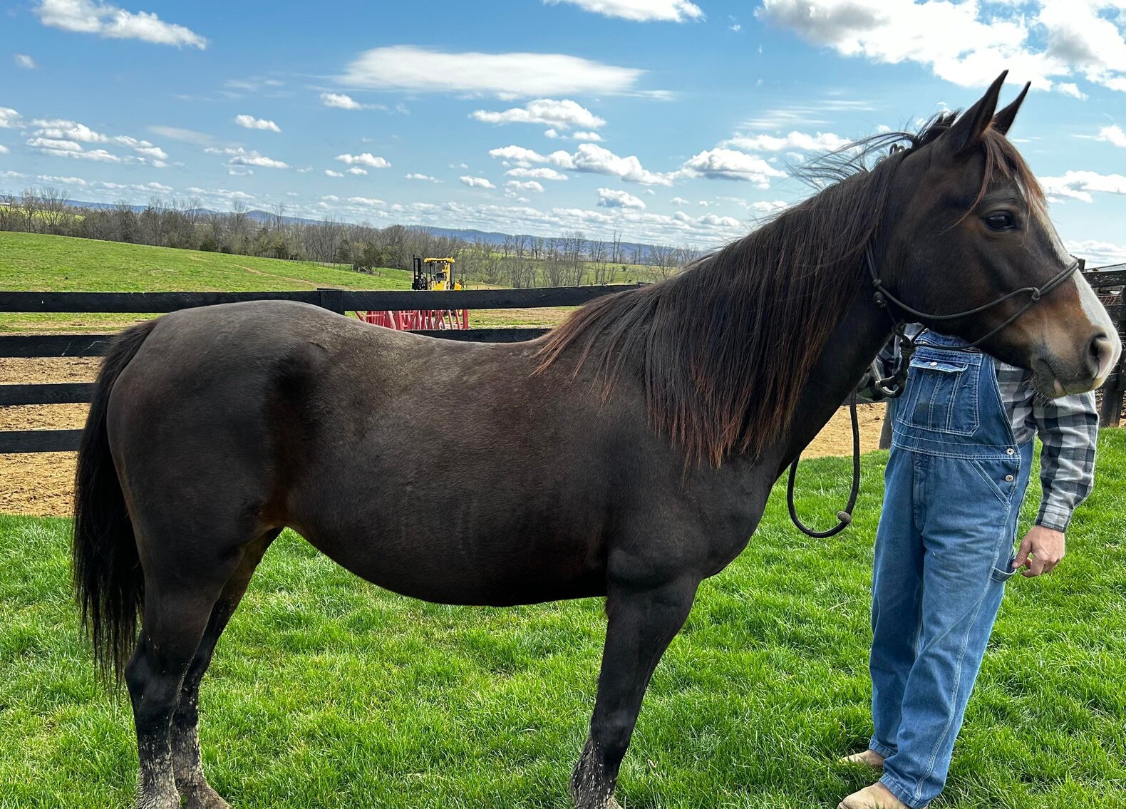 Image for 606 Spring Riding Horse Sale