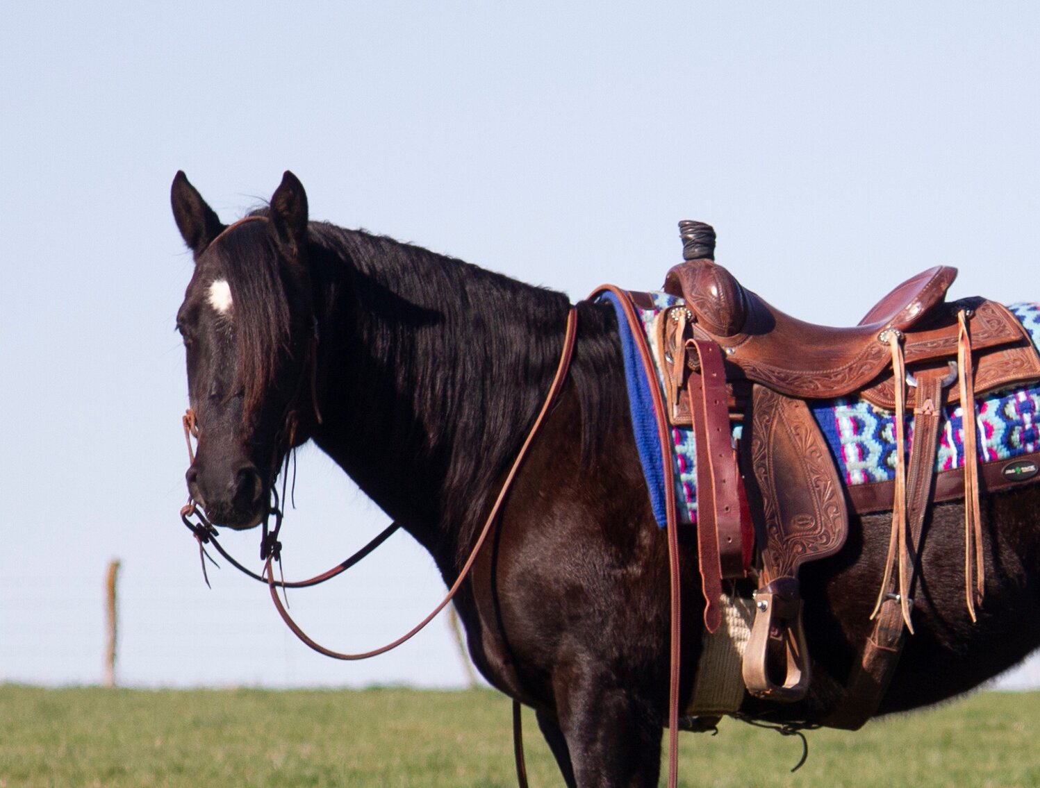 Image for Missouri Horse Auction Springfield, MO FRIDAY, March 31st!
