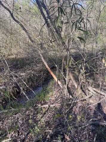 Image for LIVE AUCTION - 149.38 Acres on Marley Cannon Road in Laurens, County, Georgia