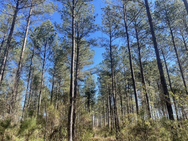 Image for LIVE AUCTION - 149.38 Acres on Marley Cannon Road in Laurens, County, Georgia