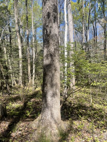 Image for LIVE AUCTION - 149.38 Acres on Marley Cannon Road in Laurens, County, Georgia