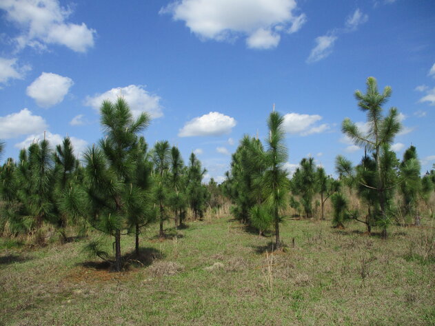 Image for ONLINE AUCTION - 149.95 Acres Located on  I- 16 @ Exit 71  in  Treutlen County, Georgia