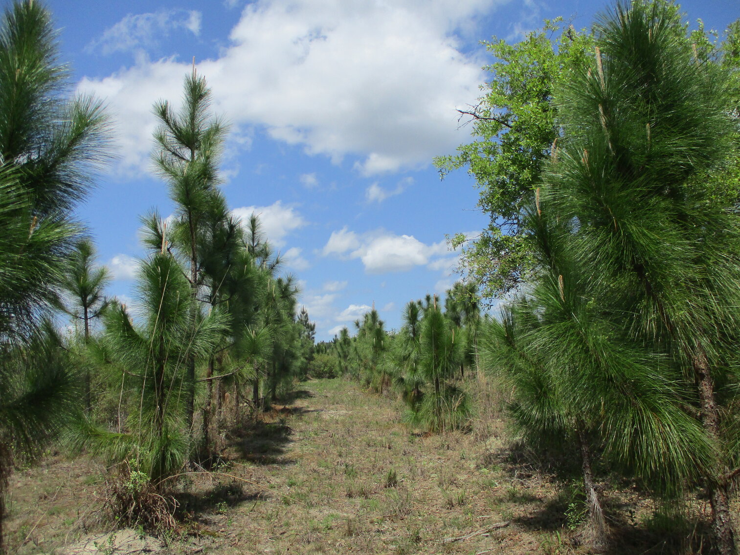 149.95 Acres Located on I 16 Exit 71 in Treutlen County,