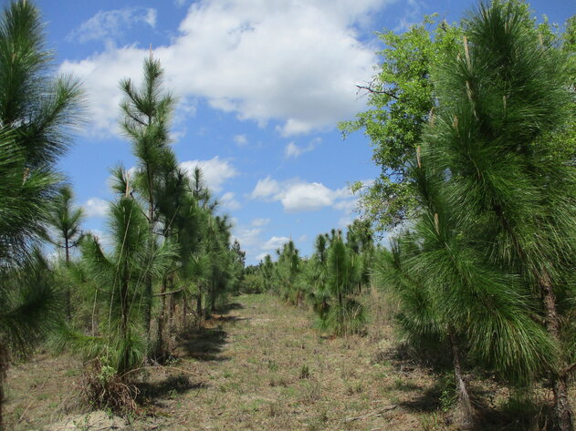 Image for ONLINE AUCTION - 149.95 Acres Located on  I- 16 @ Exit 71  in  Treutlen County, Georgia