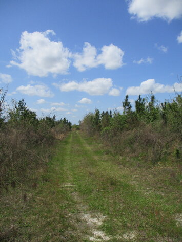 Image for ONLINE AUCTION - 149.95 Acres Located on  I- 16 @ Exit 71  in  Treutlen County, Georgia