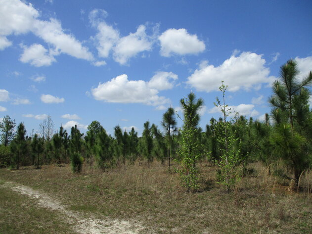 Image for ONLINE AUCTION - 149.95 Acres Located on  I- 16 @ Exit 71  in  Treutlen County, Georgia