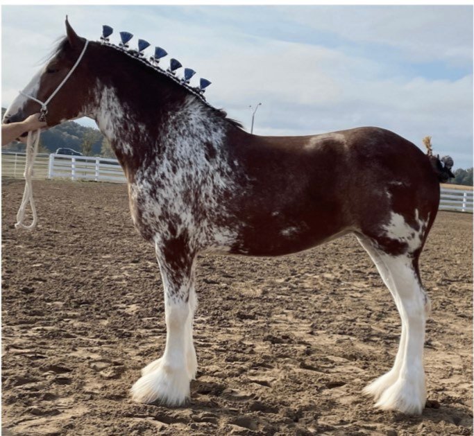 2023 National Clydesdale Sale April 22nd Illinois State Fairgrounds