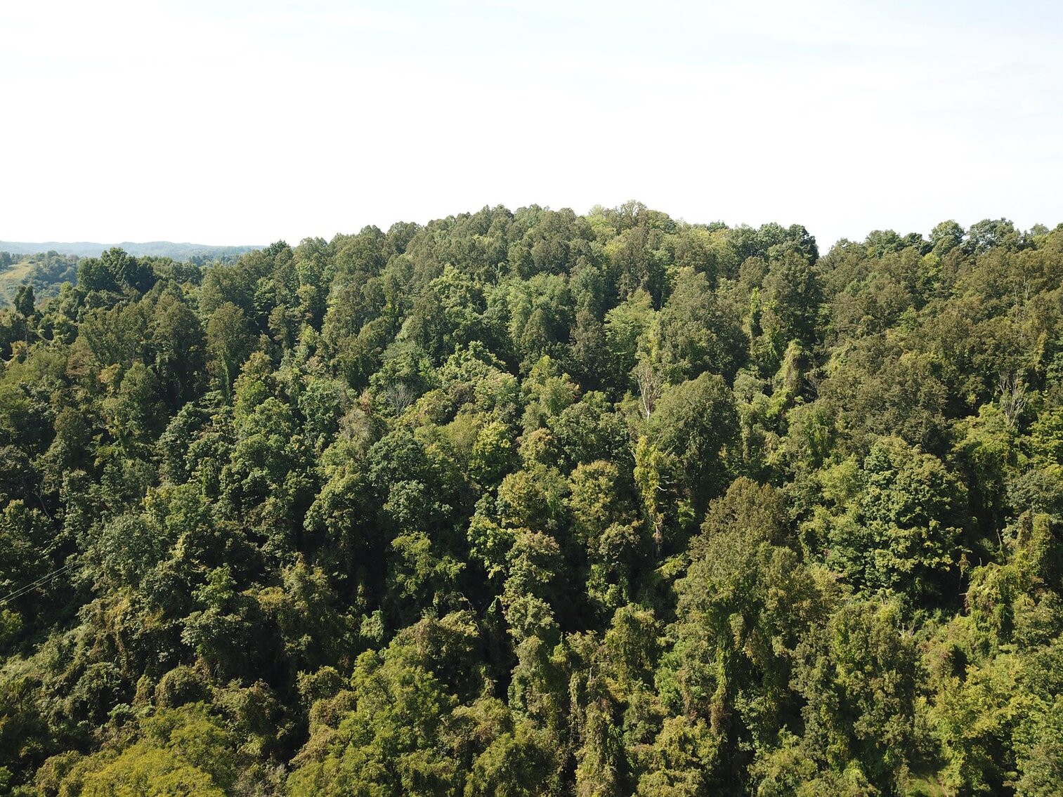 Image for SOLD $80,300 - Nearly 32 Acres with Timber in Harrison County