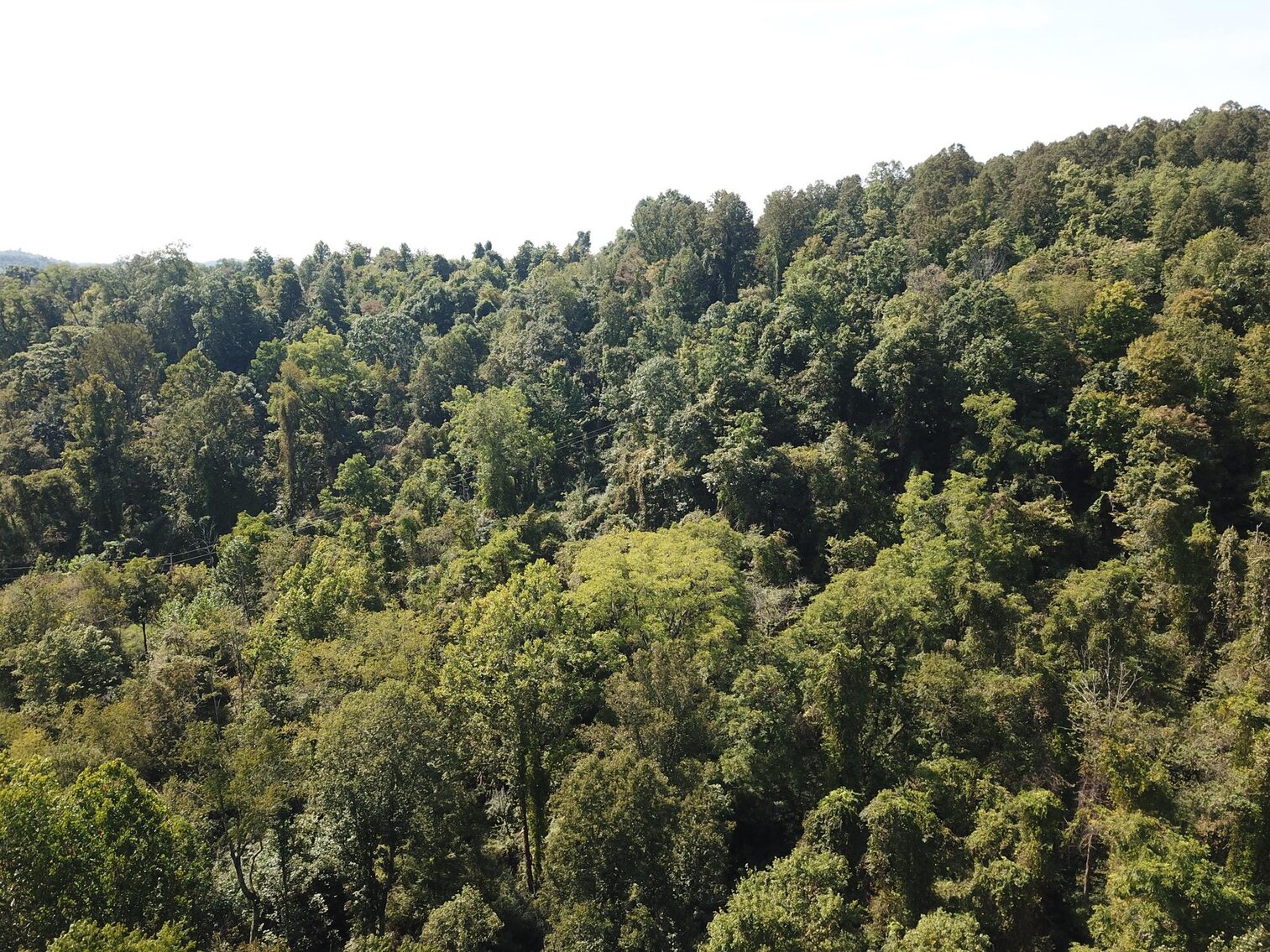 Image for SOLD $80,300 - Nearly 32 Acres with Timber in Harrison County