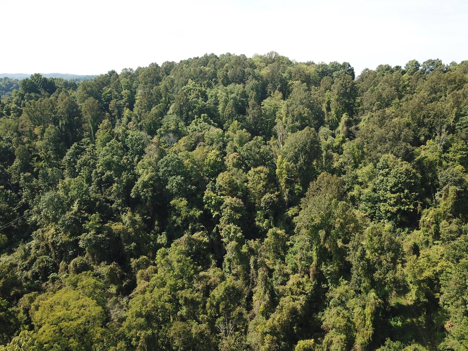 Image for SOLD $80,300 - Nearly 32 Acres with Timber in Harrison County