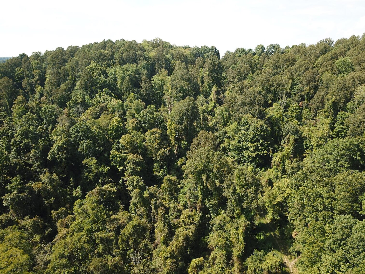 Image for SOLD $80,300 - Nearly 32 Acres with Timber in Harrison County