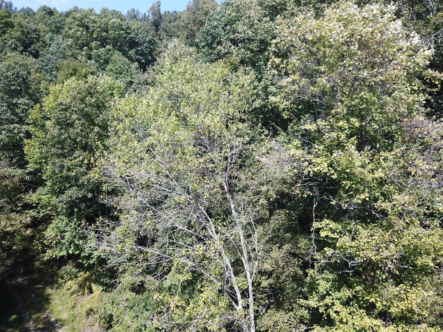 Image for SOLD $80,300 - Nearly 32 Acres with Timber in Harrison County